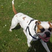 Amerikansk bulldog Morell's Aiko