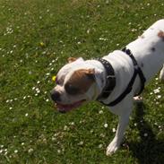 Amerikansk bulldog Morell's Aiko