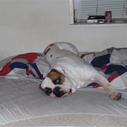 Amerikansk bulldog Morell's Aiko