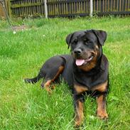 Rottweiler Dikadiabolos Ukita R.I.P