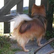 Pomeranian Bubber