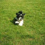 Lhasa apso Joey