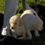 Labrador retriever Balou