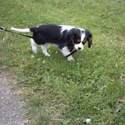 Cavalier king charles spaniel Asterix