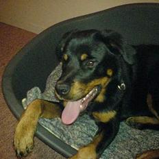 Rottweiler Jacko  *solgt*