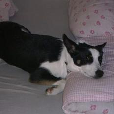 Blanding af racer Bella himmel hund 