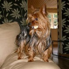 Yorkshire terrier Ozzy
