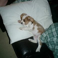 Cavalier king charles spaniel Elo