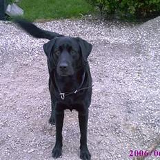 Blanding af racer victor