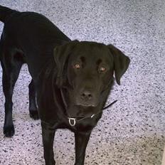 Blanding af racer victor