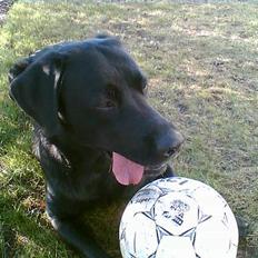 Blanding af racer victor