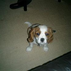 Cavalier king charles spaniel Elo