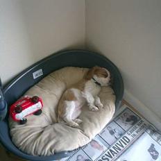 Cavalier king charles spaniel Elo