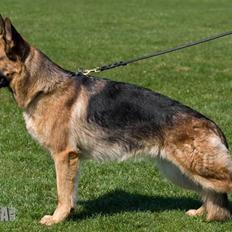 Schæferhund Akacias Indiana (Indi)