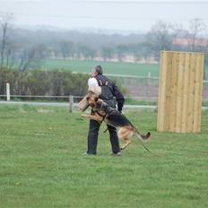 Schæferhund Akacias Indiana (Indi)