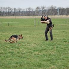 Schæferhund Akacias Indiana (Indi)