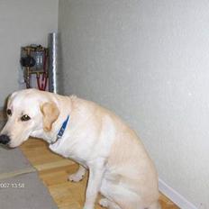 Labrador retriever Balou