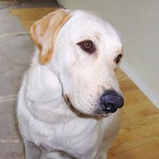 Labrador retriever Balou