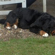 Berner sennenhund Lady (død d 11-06-08)