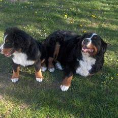 Berner sennenhund Lady (død d 11-06-08)