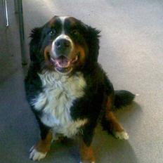 Berner sennenhund Lady (død d 11-06-08)