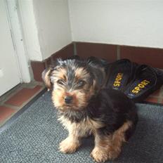 Yorkshire terrier Emma