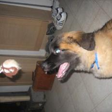 Leonberger weikas haydn (monrad)