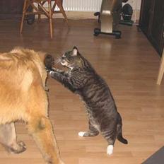 Leonberger weikas haydn (monrad)