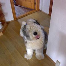 Old english sheepdog Thomsen