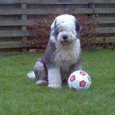 Old english sheepdog Thomsen