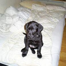 Labrador retriever Tyson