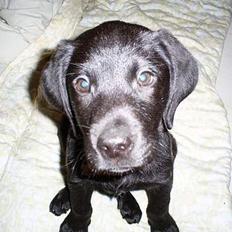 Labrador retriever Tyson