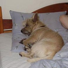 Cairn terrier vaks
