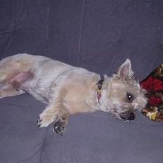 Cairn terrier vaks