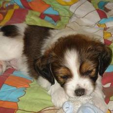 Kooikerhondje Høgedals Mailo