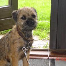 Border terrier Thilde