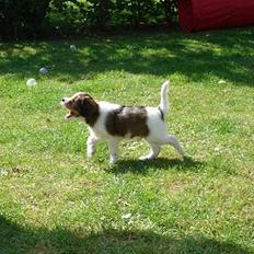 Kooikerhondje Høgedals Mailo