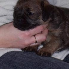 Border terrier Thilde