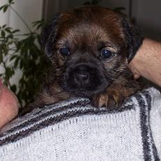 Border terrier Thilde