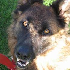 Schæferhund uptown ingeborg