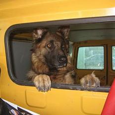 Schæferhund uptown ingeborg