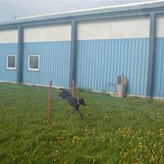 Blanding af racer Bella