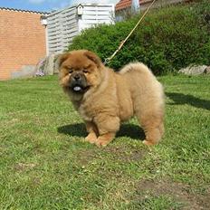 Chow chow Nørskov's Coca Cola Bimbo