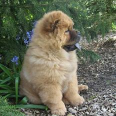 Chow chow Nørskov's Coca Cola Bimbo