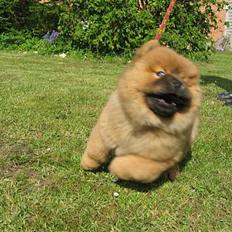 Chow chow Nørskov's Coca Cola Bimbo