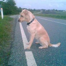 Blanding af racer Miss Molly