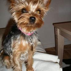 Yorkshire terrier Evita