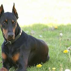 Dobermann Batman [Død]