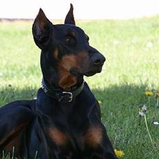 Dobermann Batman [Død]