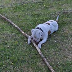 Amerikansk bulldog Morell's Asterix